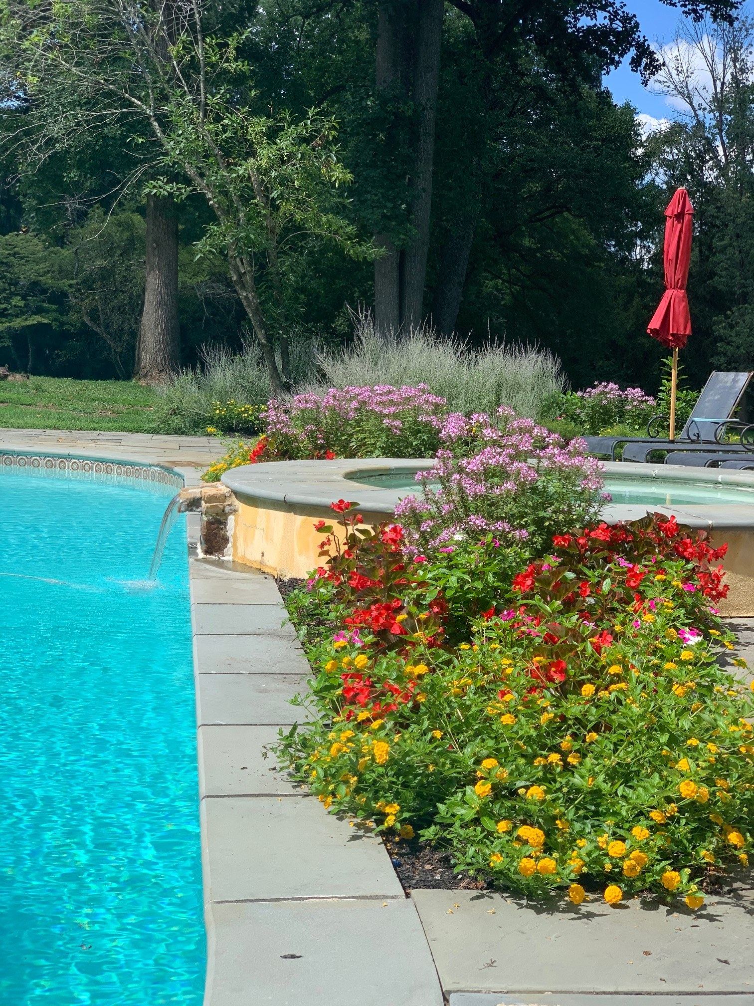 Inground pool surrounded by colorful flower beds, ornamental grasses and a red umbrella β a complete pool-and-landscape package by JHL Pools in the Main Line area of PA.