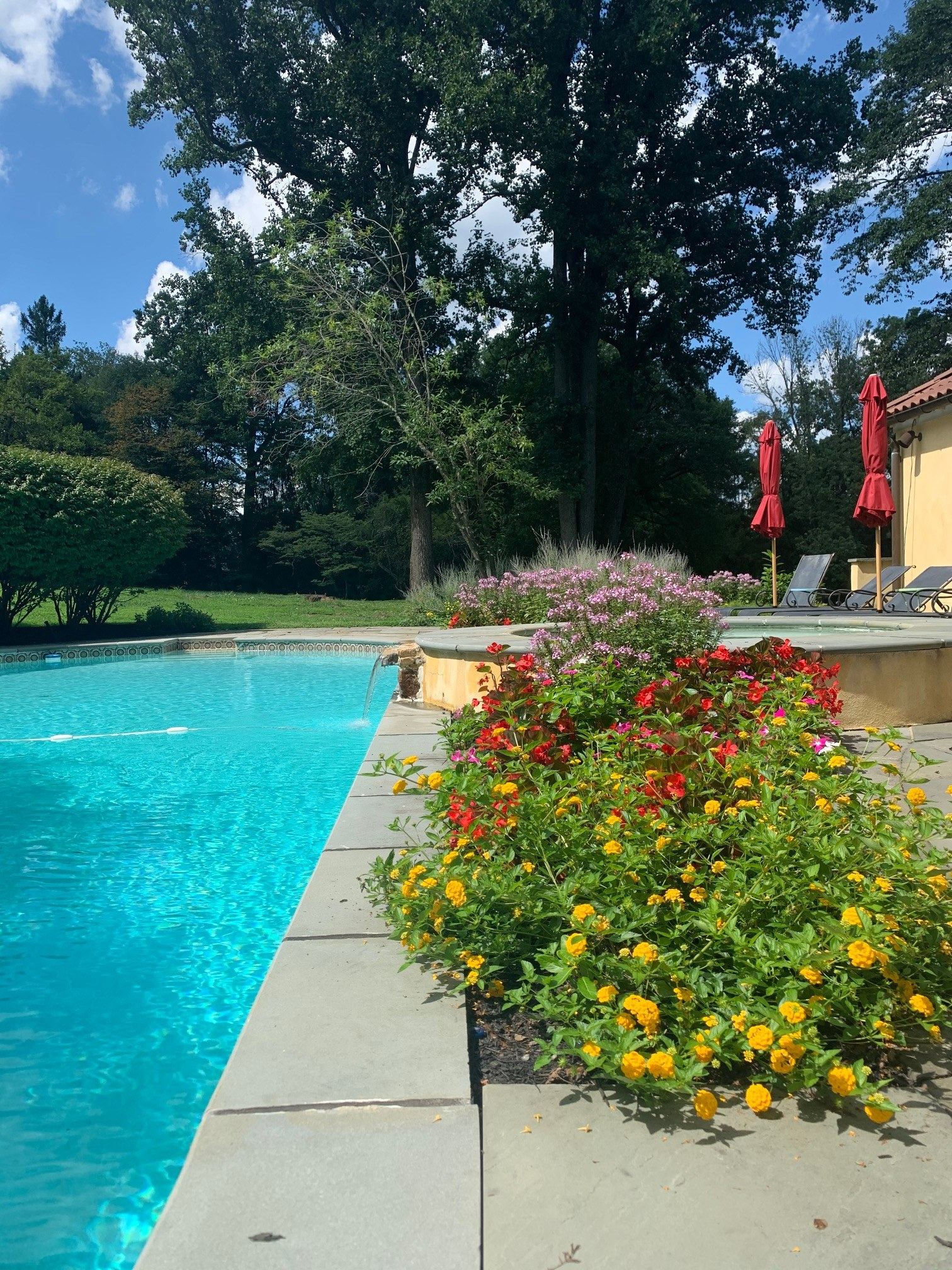 Inground pool bordered by colorful perennial plantings, red umbrellas and tall trees, a pool-and-landscape package by JHL Pools in southeastern PA.