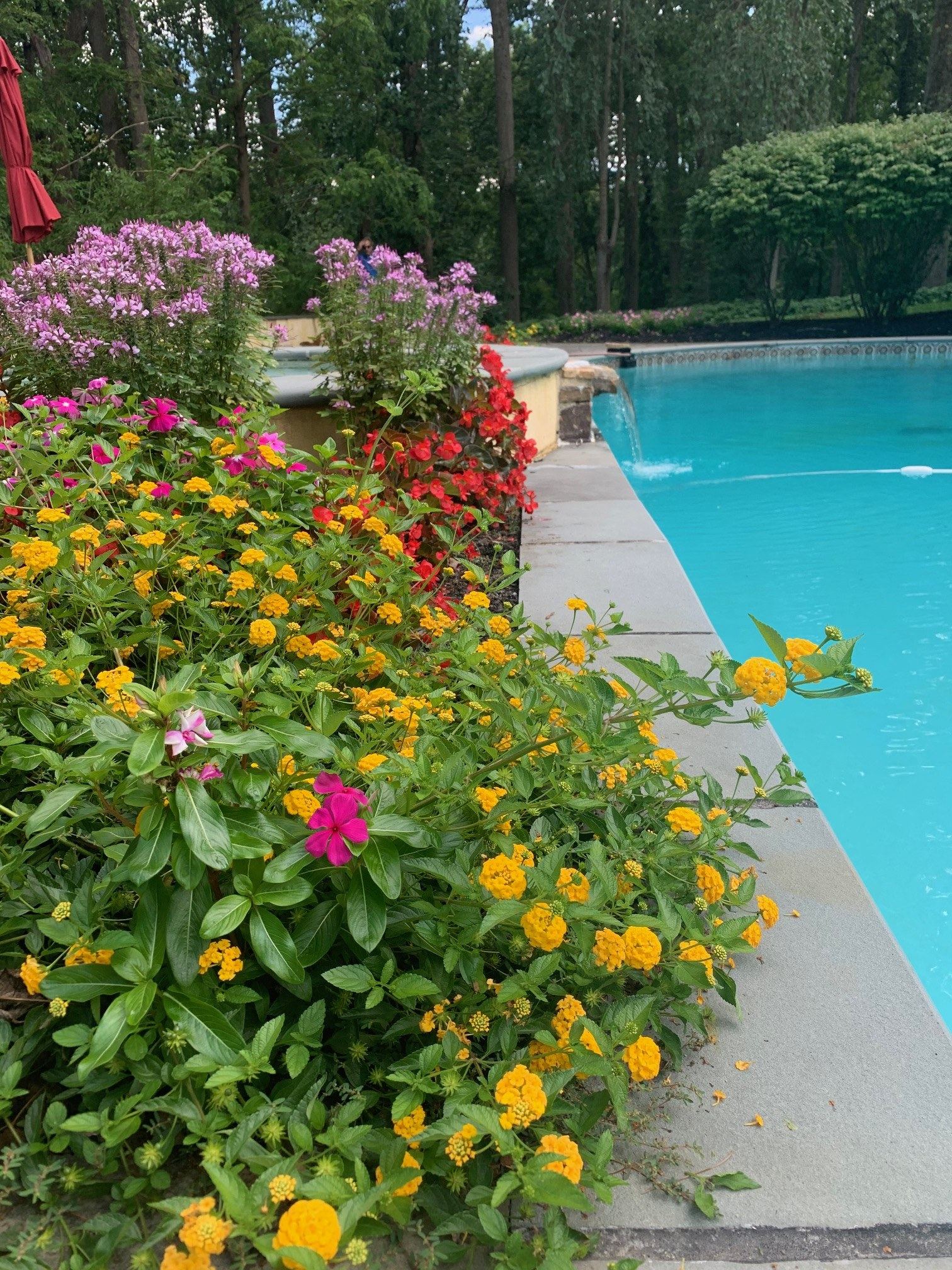 Lush perennial flower border with marigolds and salvia along the edge of an inground pool, a pool-and-landscape project by JHL Pools in PA.