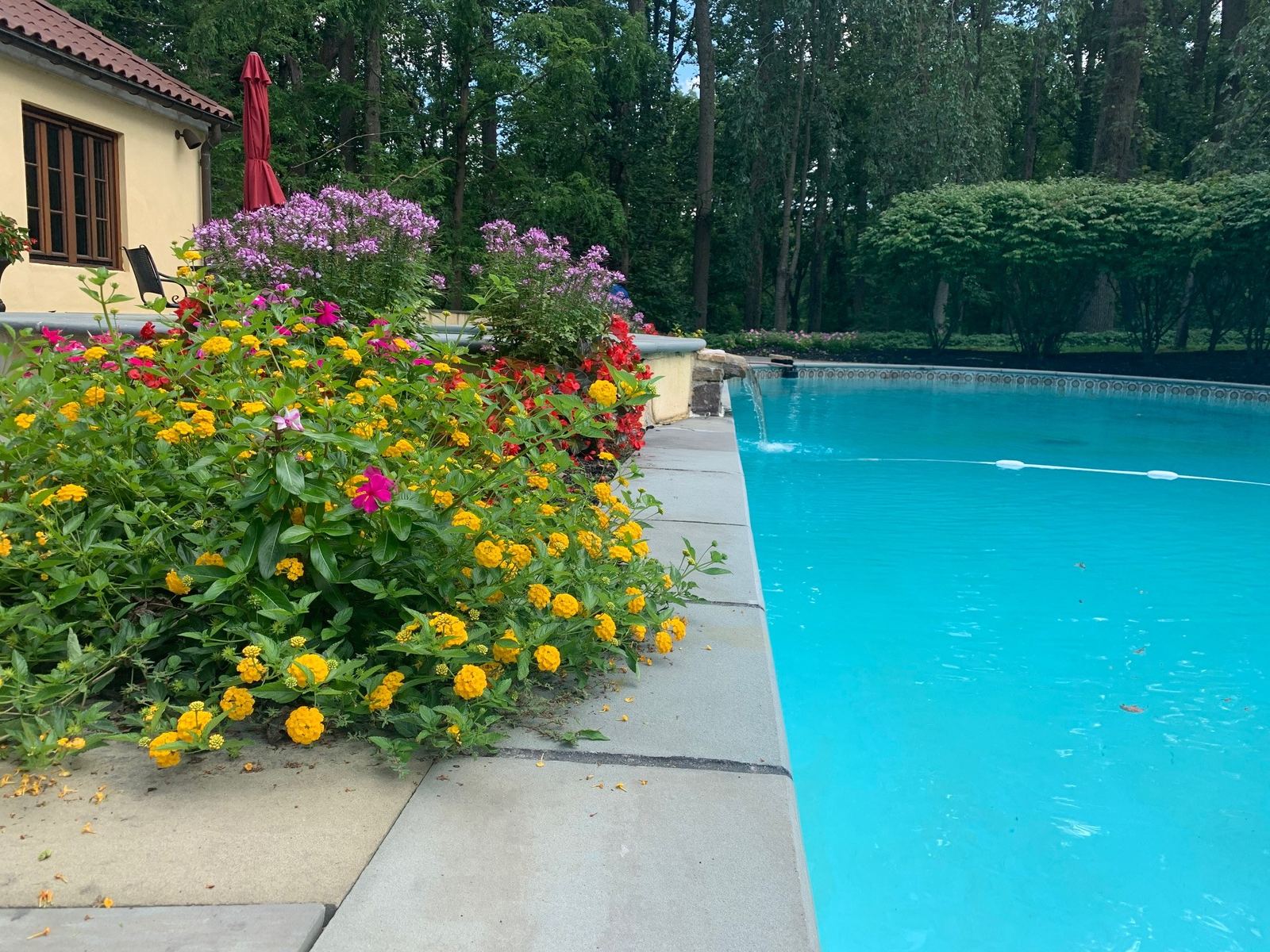 Vibrant marigolds and mixed flowers in a poolside garden bed beside the clear blue water of an inground pool, a JHL Pools landscape design in Chester County, PA.